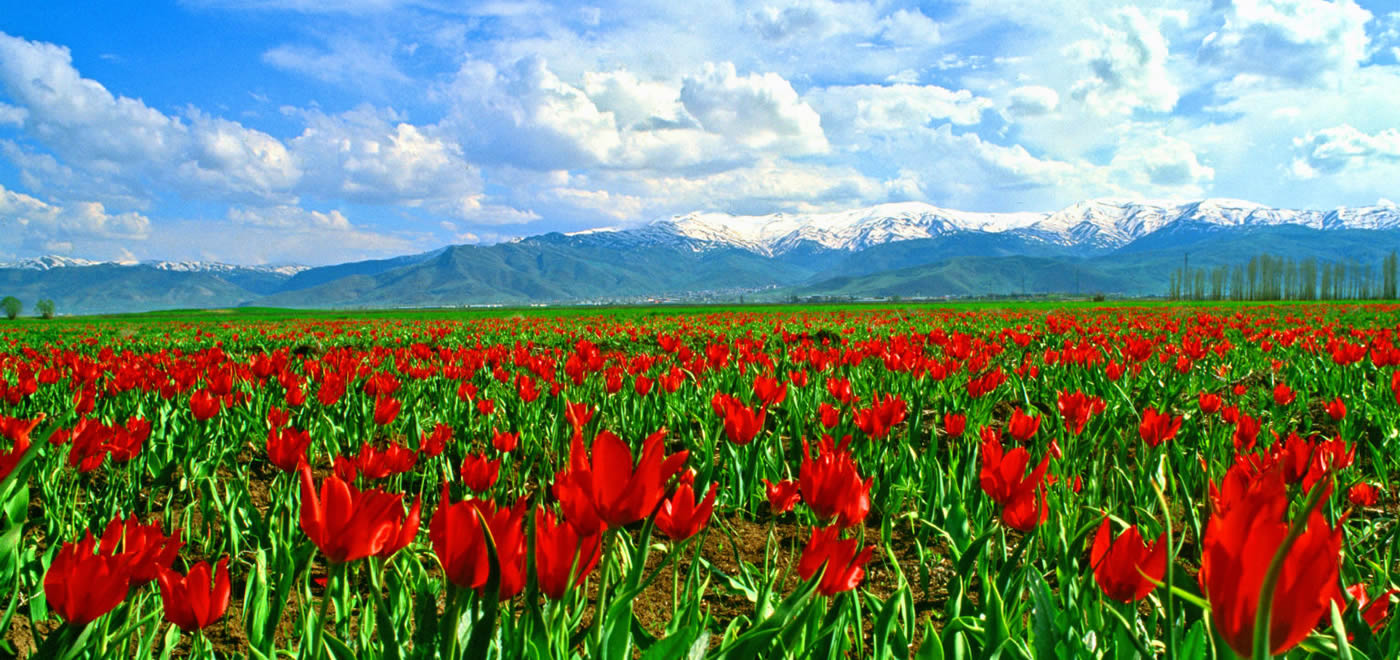Muş Şehirlerarası Evden Eve Nakliyat
